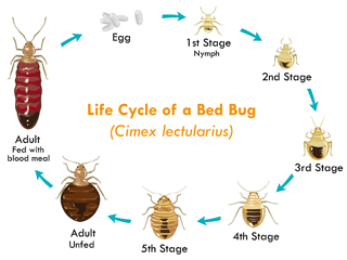 Stages of the bed bug life cycle