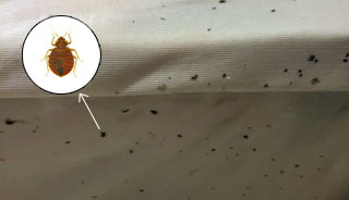 Example of mattress with a bed bug infestation