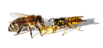 Bee and wasp control, hive removal services