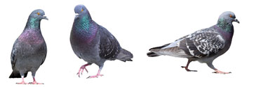 Bird control for pigeons and starlings