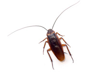 Cockroach Prep Sheet