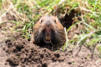 Gopher destroying your lawn