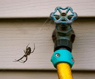 Pest control for spiders