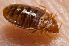 Git rid of bedbugs with heat treatments. Thermal remediation kills adult bedbugs and their eggs.