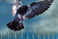 Get rid of pigeons, swallows, starlings, and bats with bird control products.