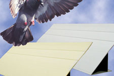 Bird slopes are used to keep birds from perching on your business's building.