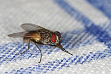 Pest control to kill house flies, fruit flies, and drain flies.