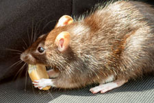 Get rid of rats and mice to keep your home safe and disease free.