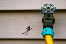 Fresno Pest Control for Residential Customers