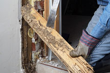 Termite damage - termite inspections, treatments, and construction repair for dry rot.