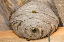 Professional Bee Hive and wasp nest removal services.