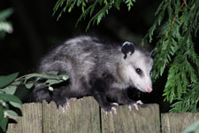 Get rid of opossums, skunks, squirrels and other pest wildlife.