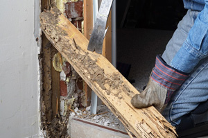 Termite inspections, certifications and repair work.